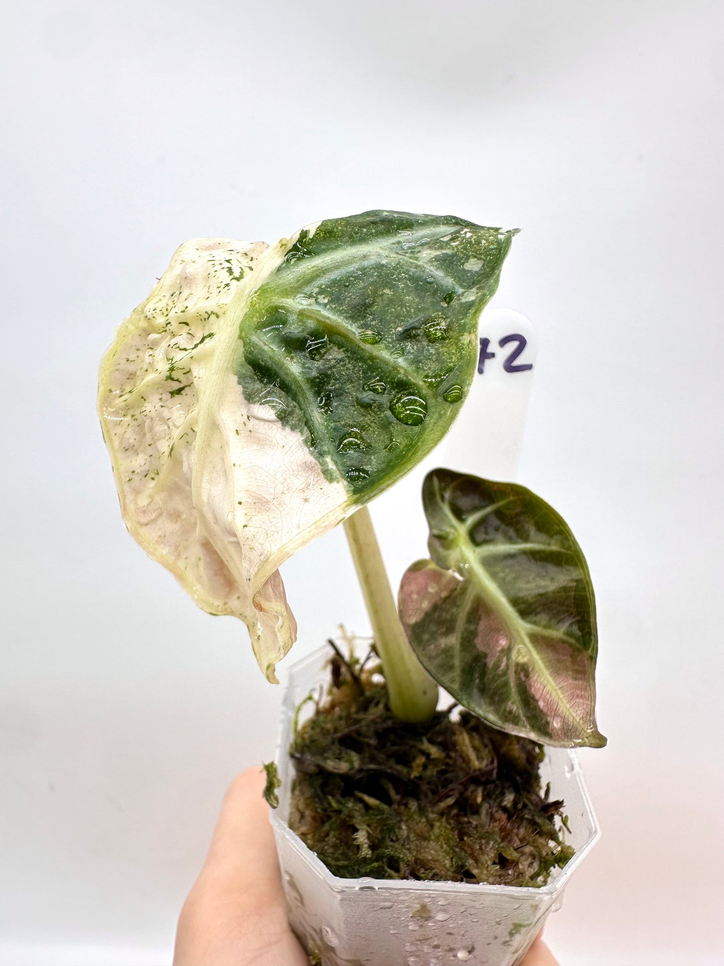 Alocasia Heart Balloon Pink Albo Variegated - With Corm