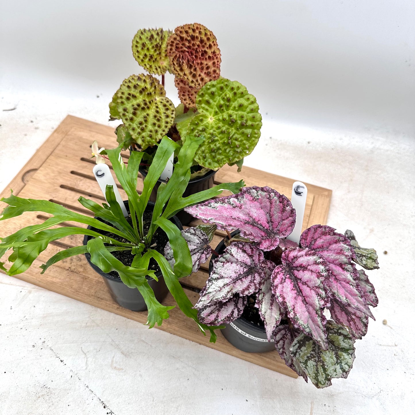 Combo Sale - Begonia Ferox & Begonia ‘Spirit of Sumatra’ & Variegated Bird’s Nest Ferng