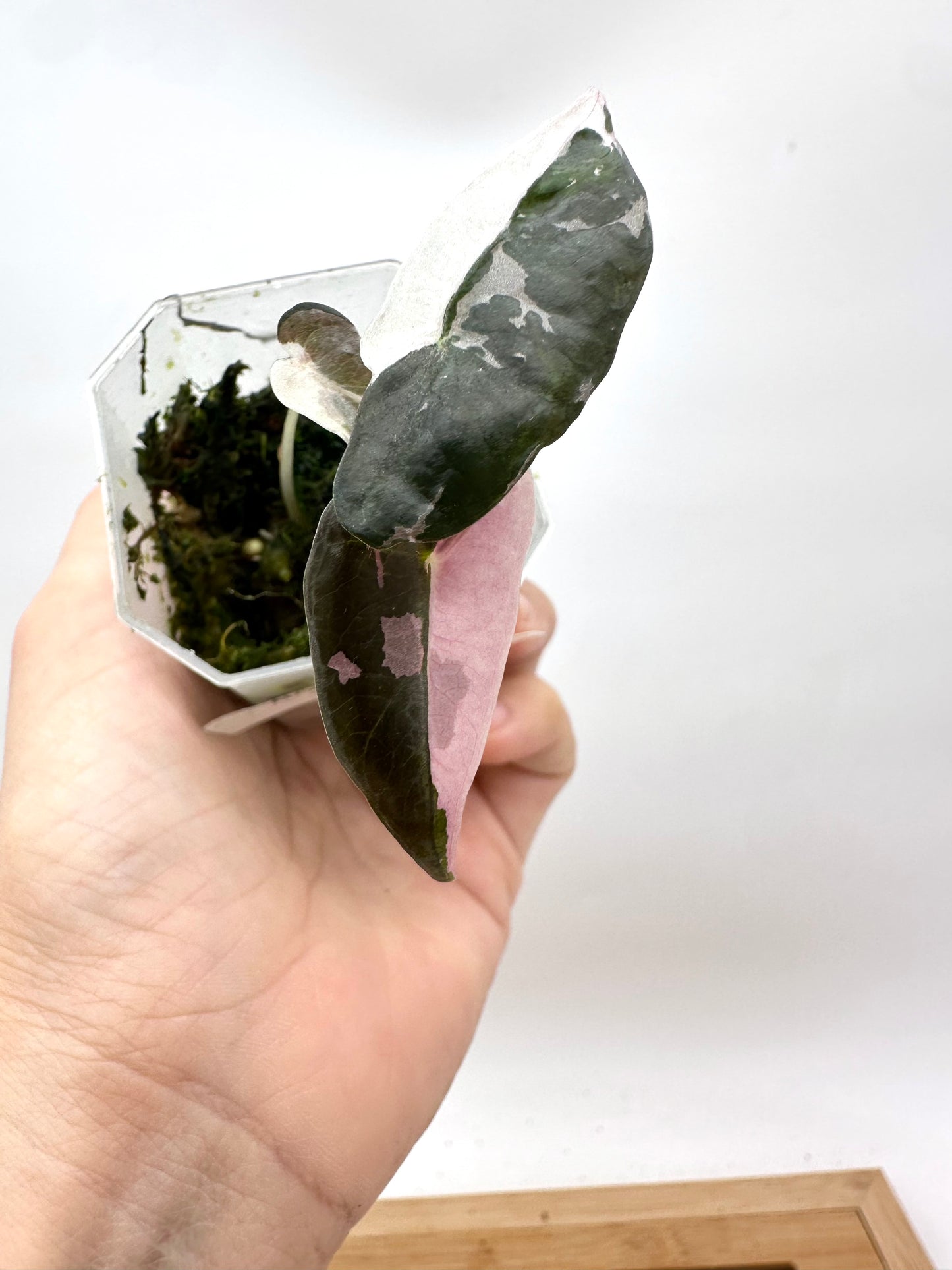 Alocasia Nobilis Albo Pink Variegated - Multiple Growths