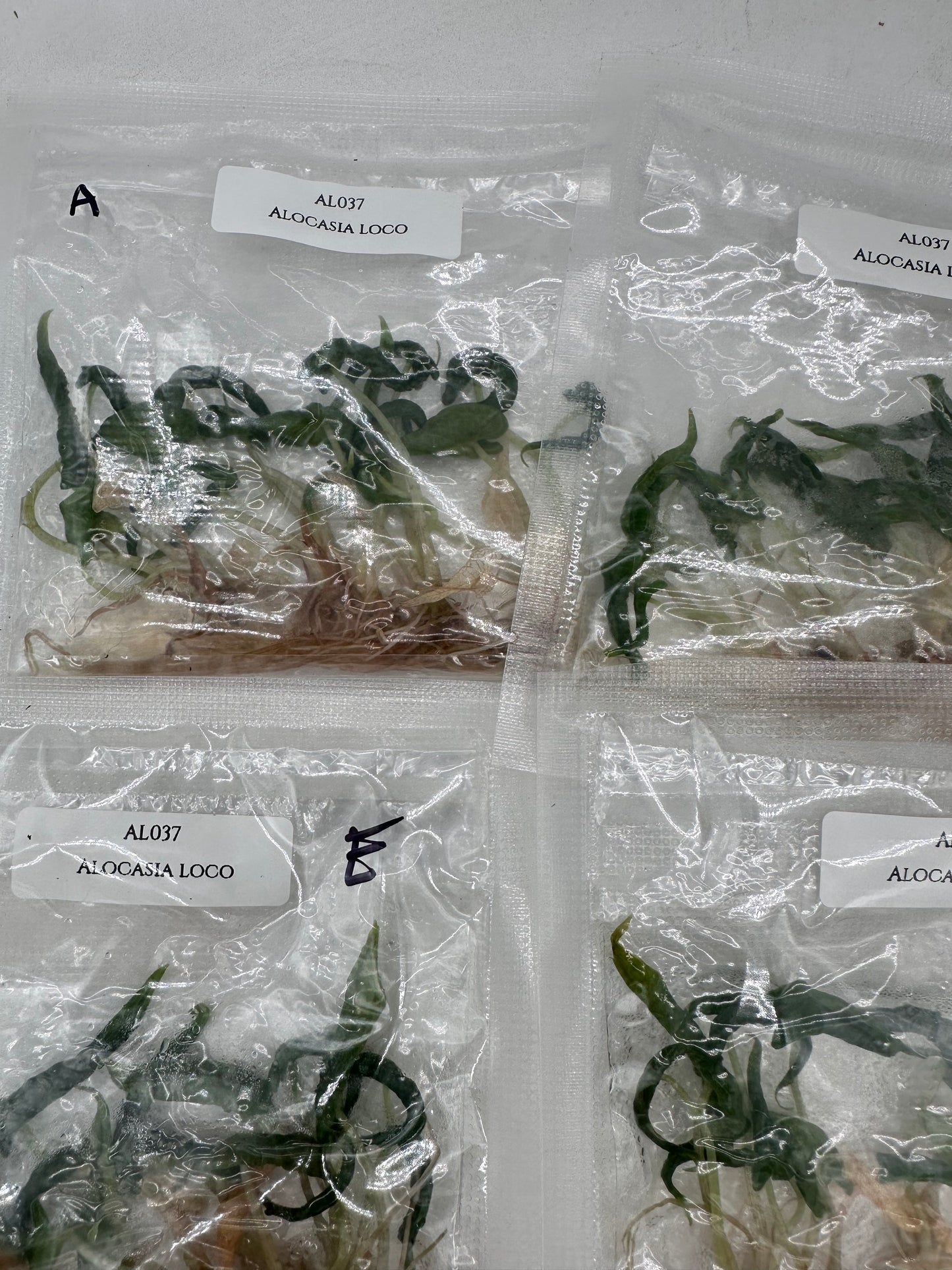 Tissue Culture - Alocasia Loco - Bag of 5