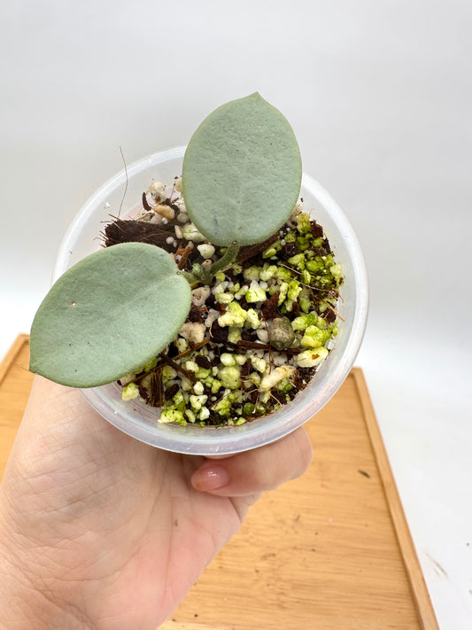 Hoya ‘Grey Fairy’