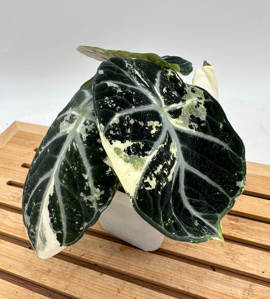 Alocasia Ninja Albo Variegated Corm
