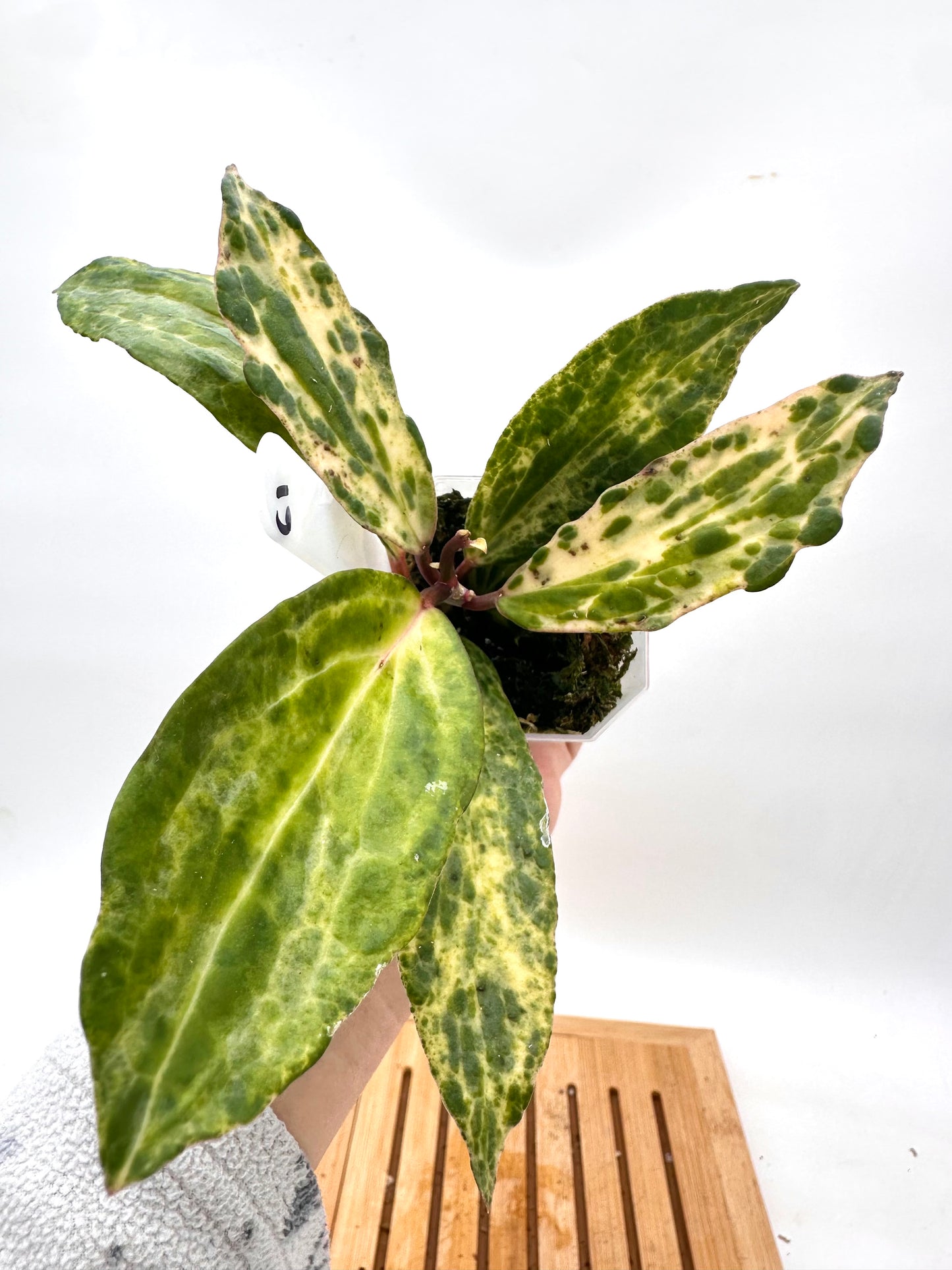 Hoya Crocodile - 2 active growths