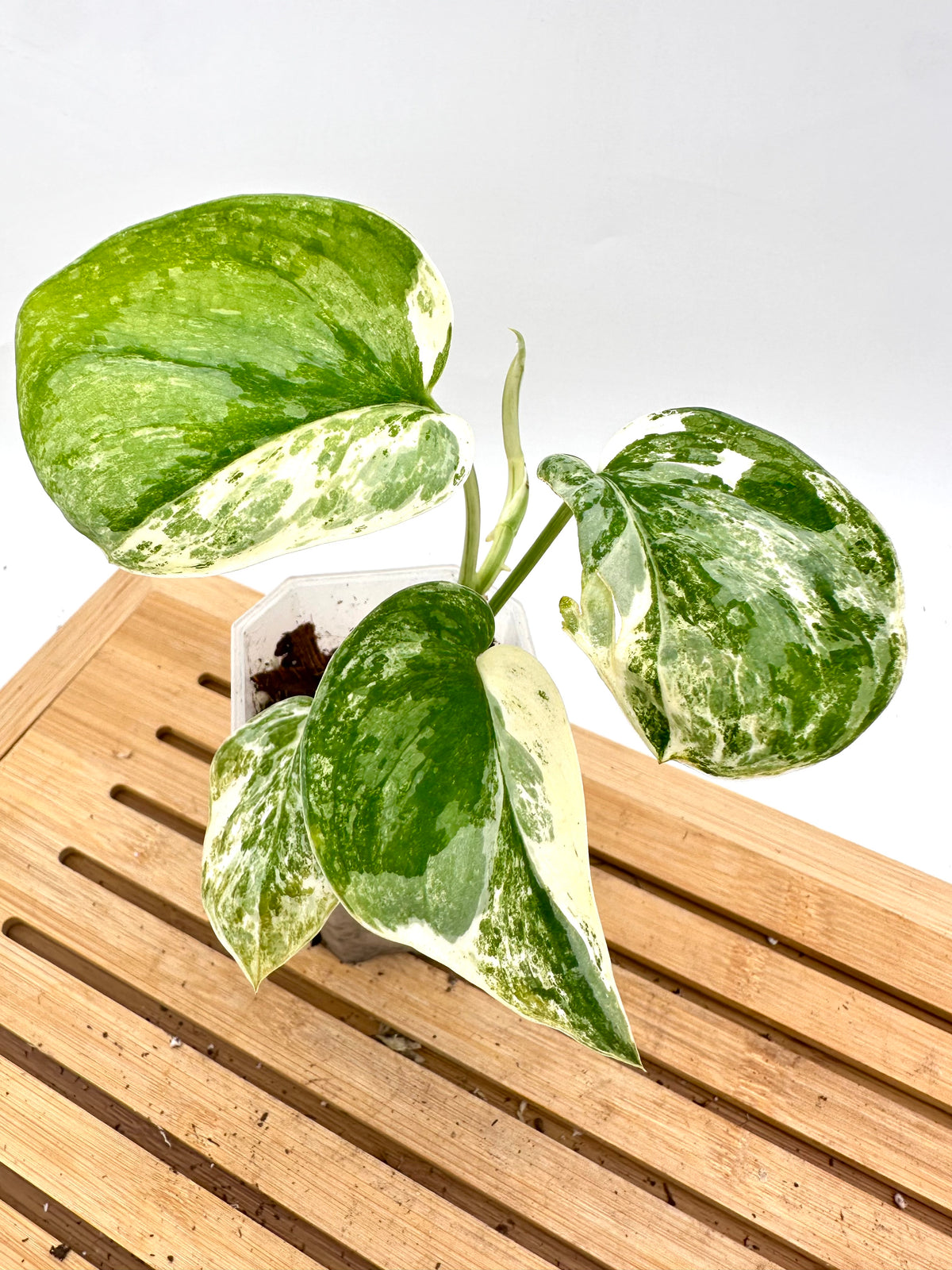 Scindapsus White Crystal Variegated