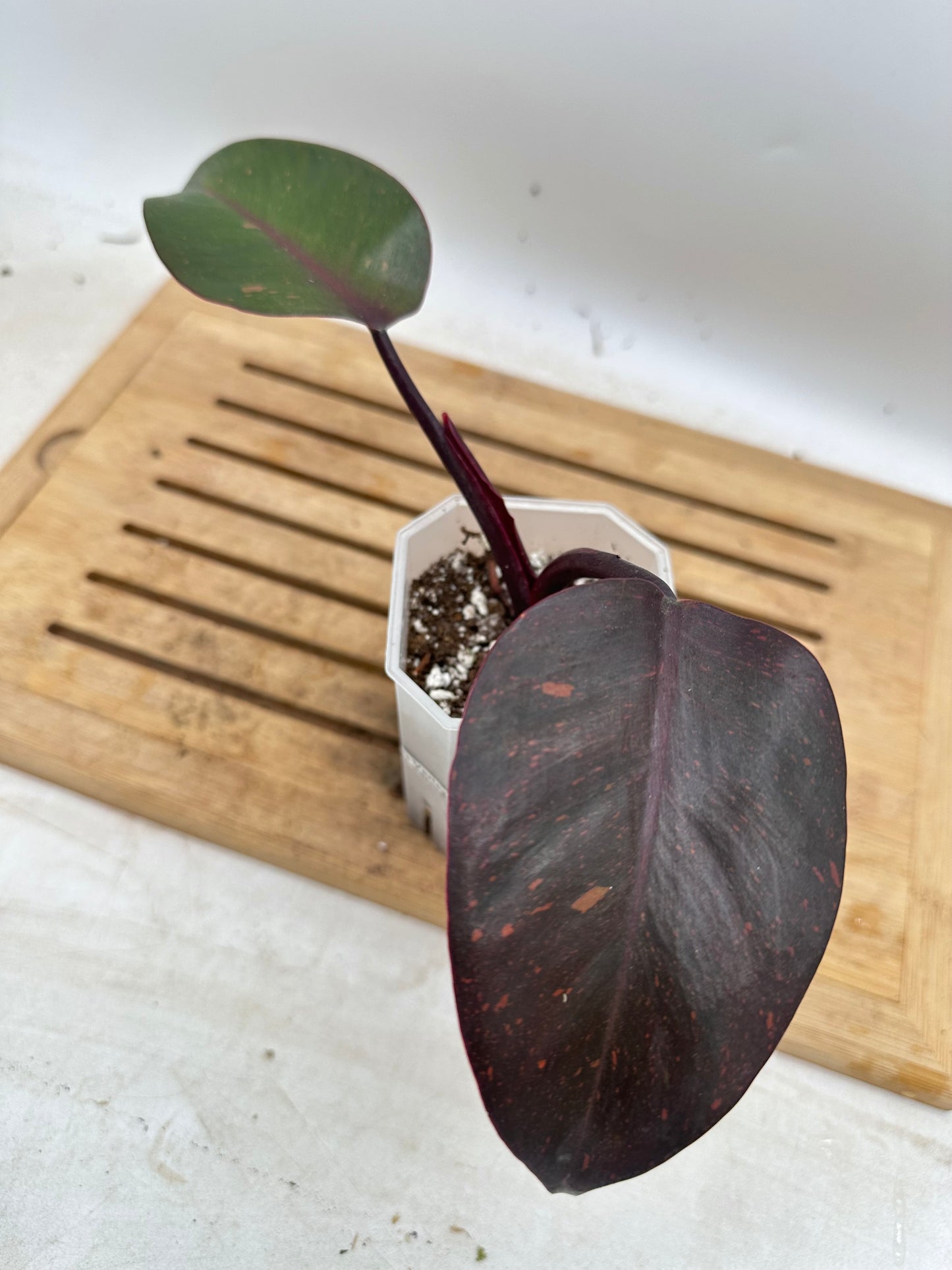 Philodendron Orange Princess - Clearance Sale