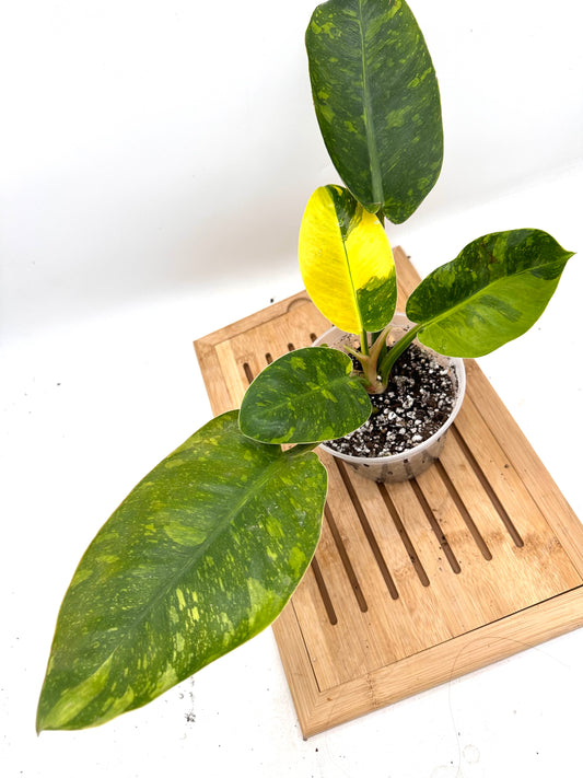 Philodendron Green Congo Nuclear Variegaged (Size M/L)