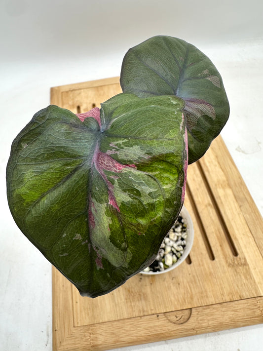 Alocasia Serendipity Variegated