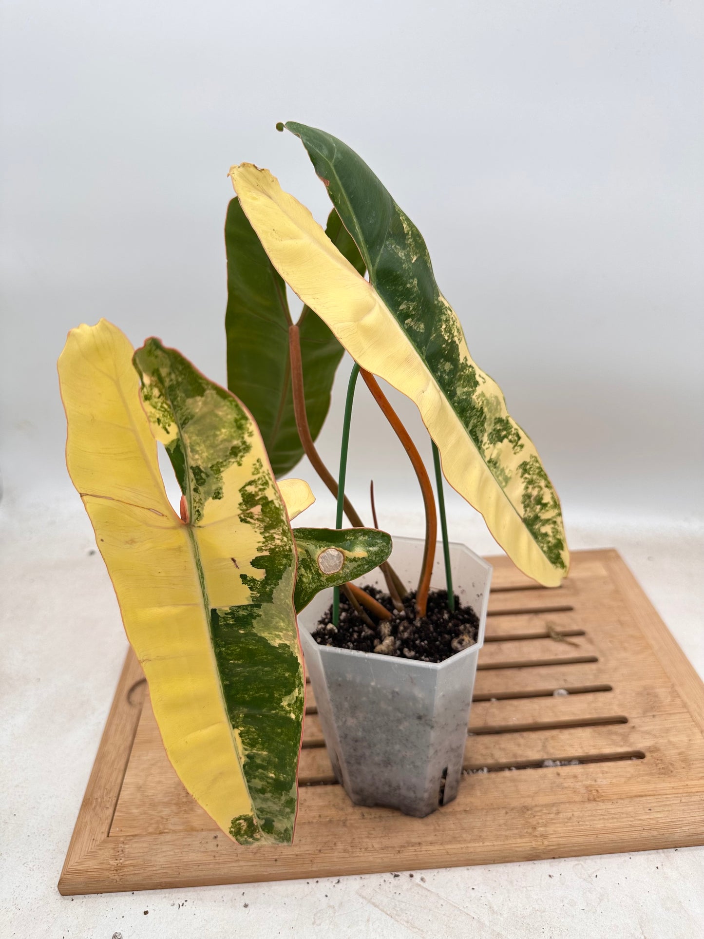 Philodendron Billietiae Variegated