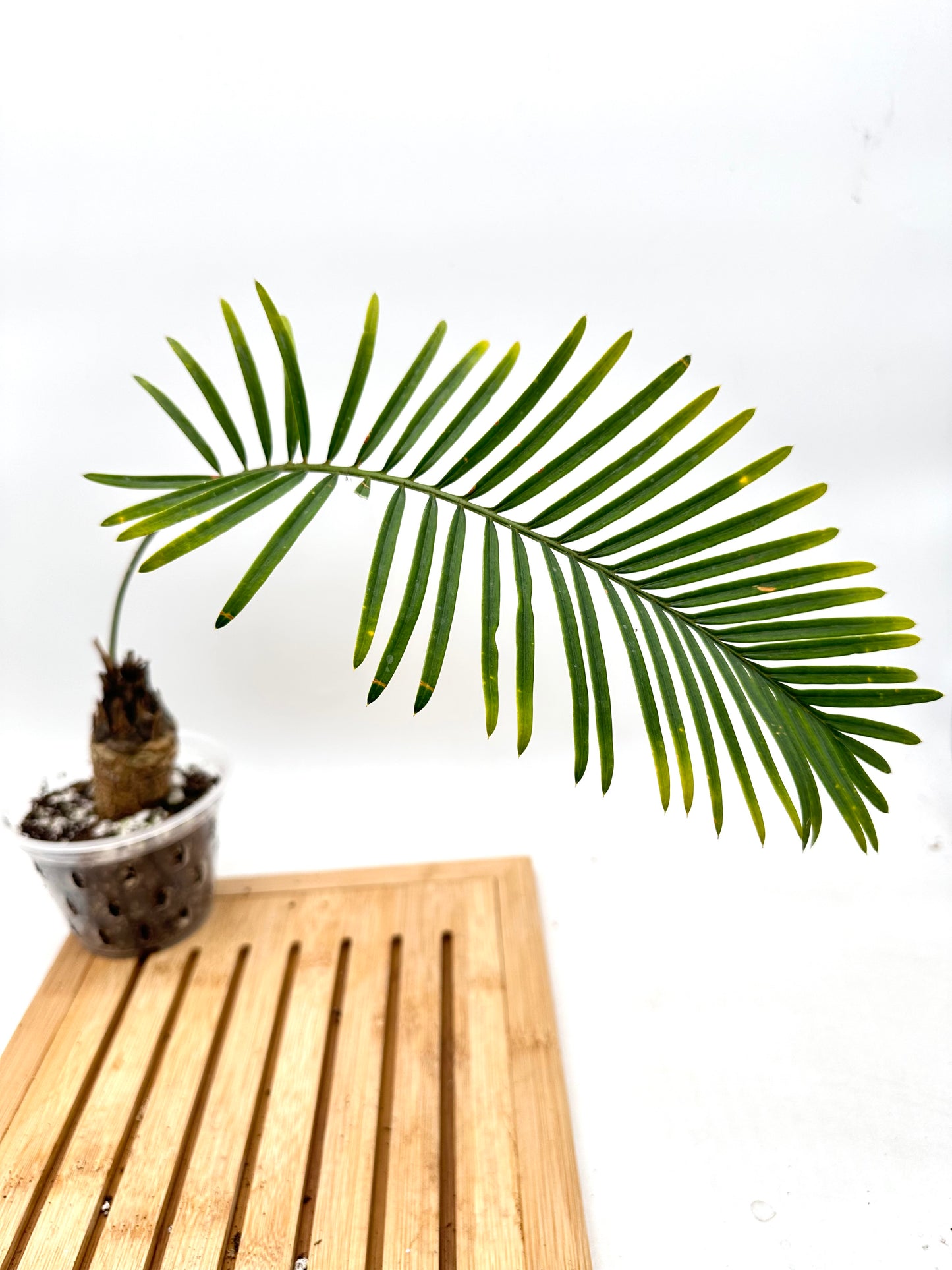 Cycas Siamese