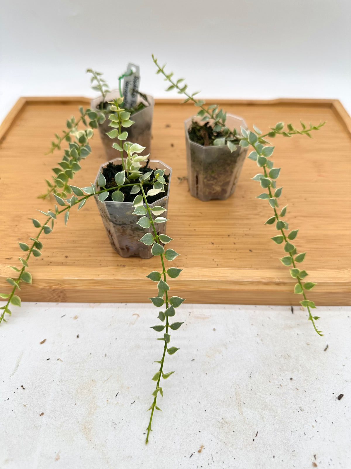 Dischidia Ruscifolia Variegated