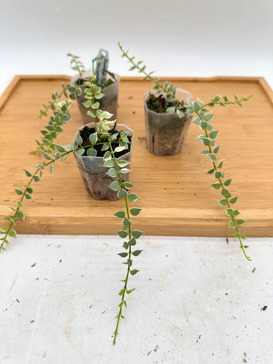 Dischidia Ruscifolia Variegated