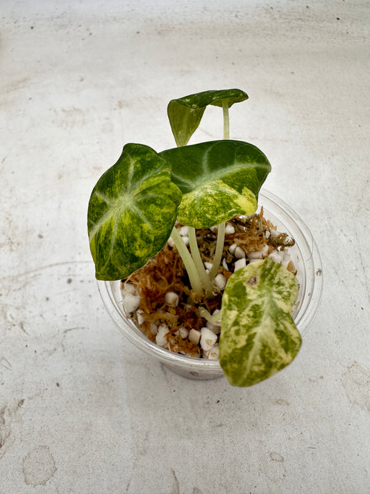 Alocasia Ninja Aurea Variegated - August Sale