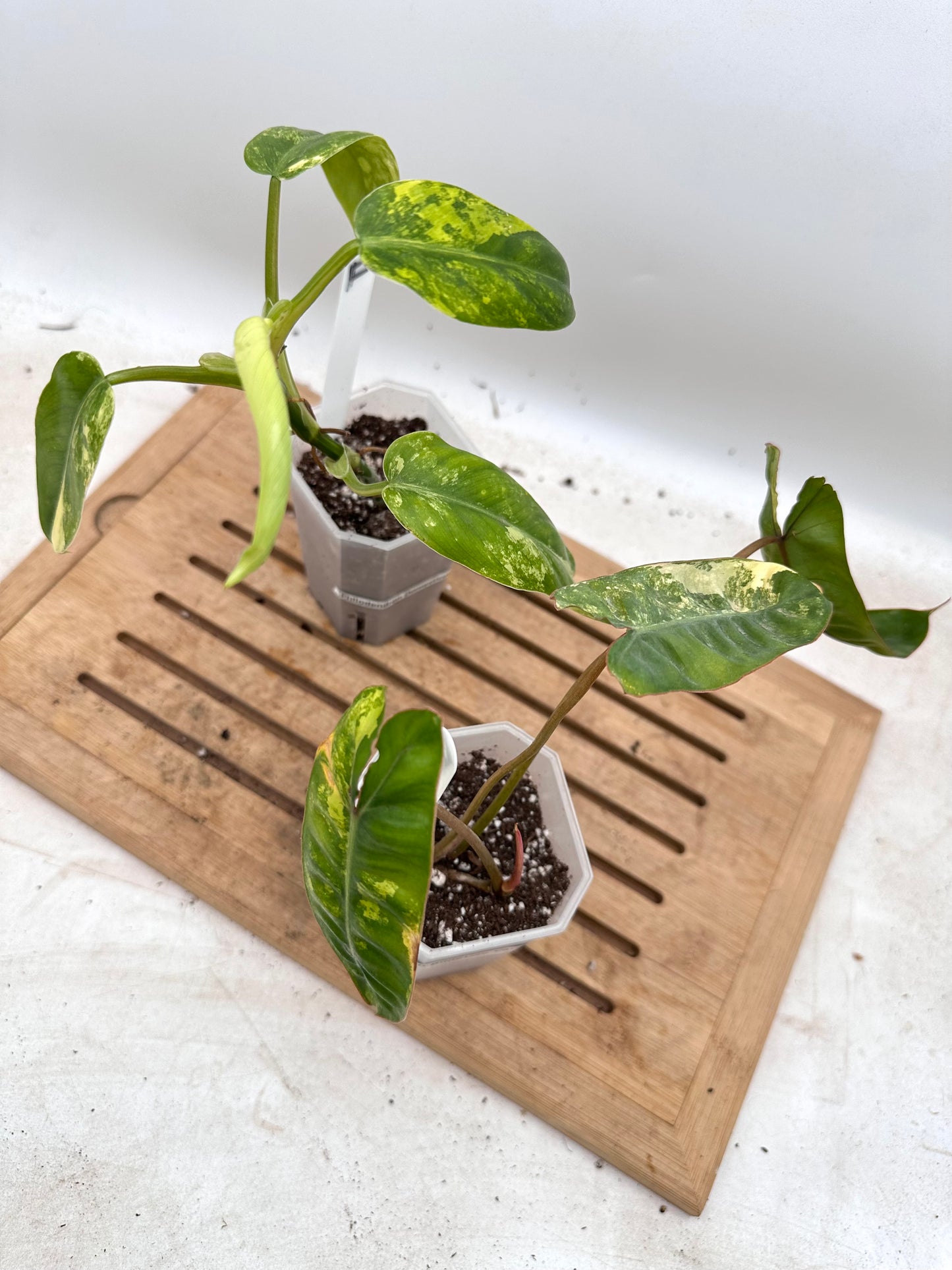 Combo Sale - Philodendron Billietiae Variegated & Domesticum Variegated