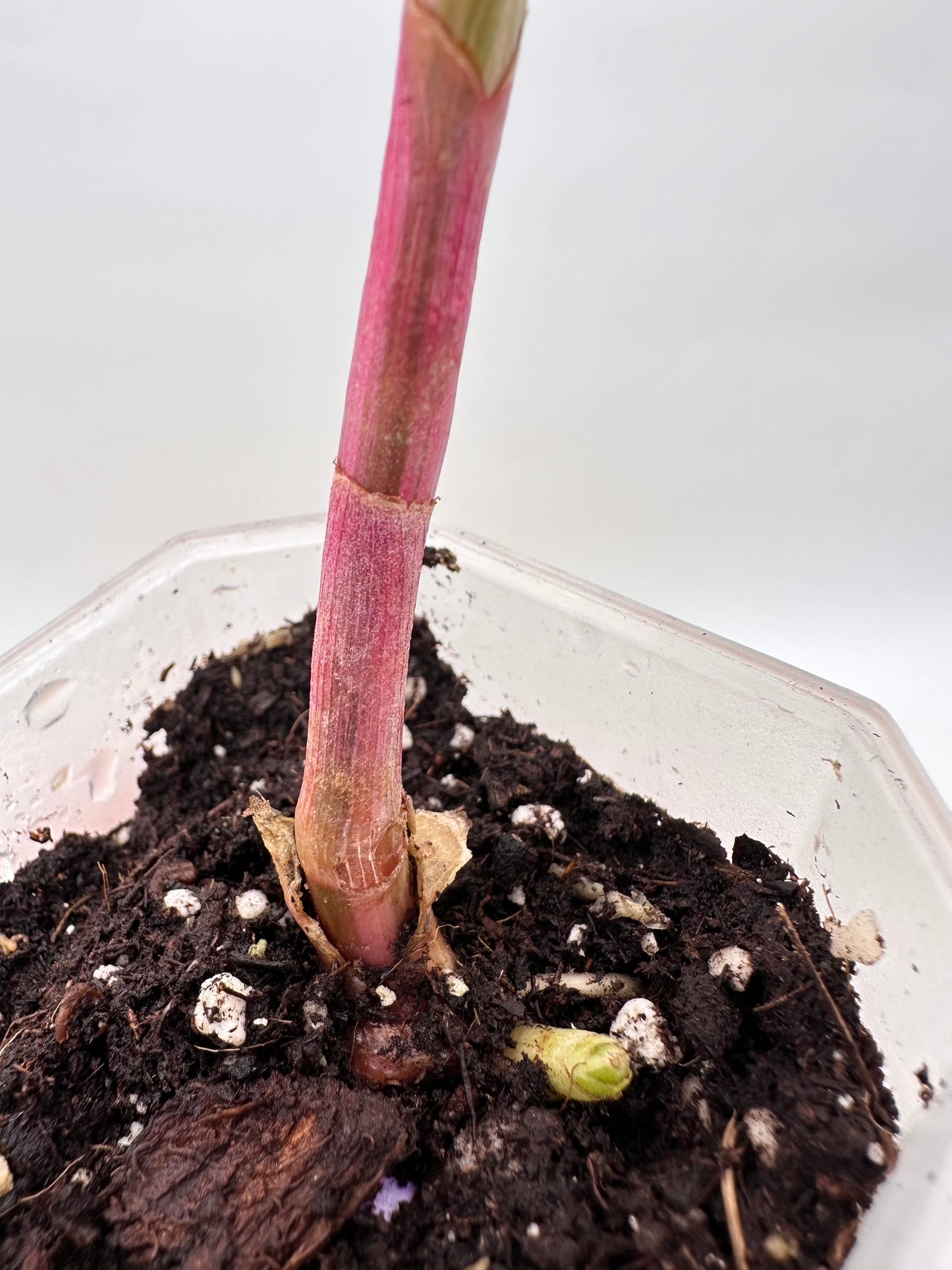 Spiral Ginger Pink Variegated - Multiple Growths