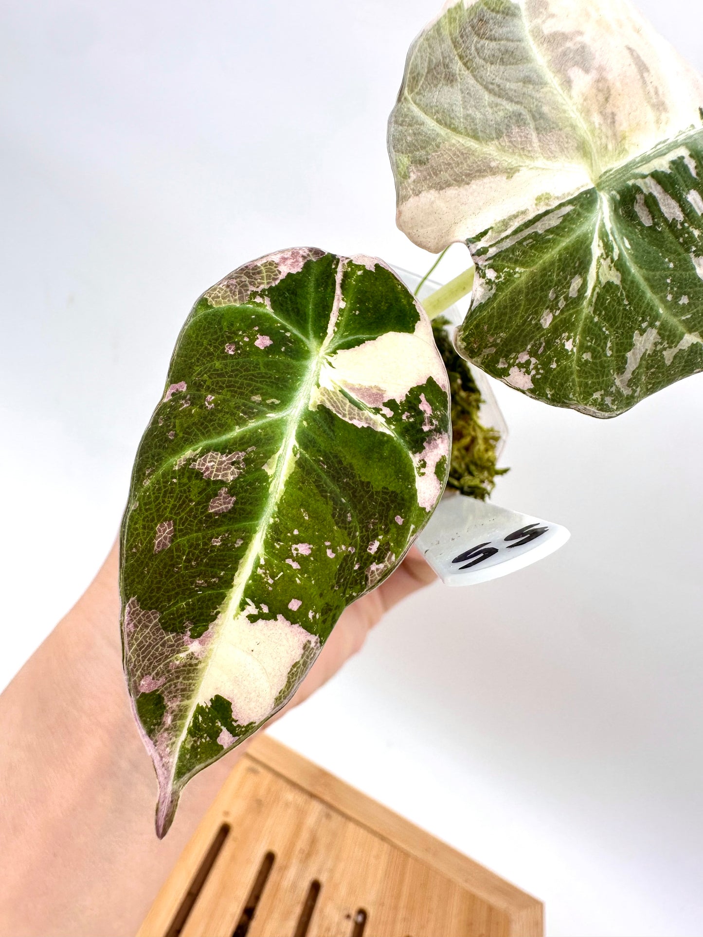 Alocasia Black Velvet Pink Albo Variegated