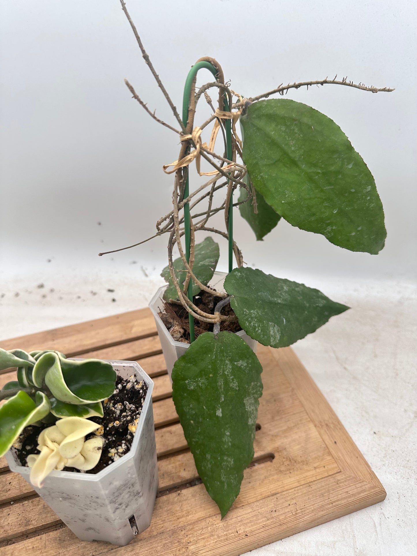 Combo Sale - Hoya Hindu Rope Albo & Hoya Finlaysonii Round Leaf & Hoya Caudata Big Leaves