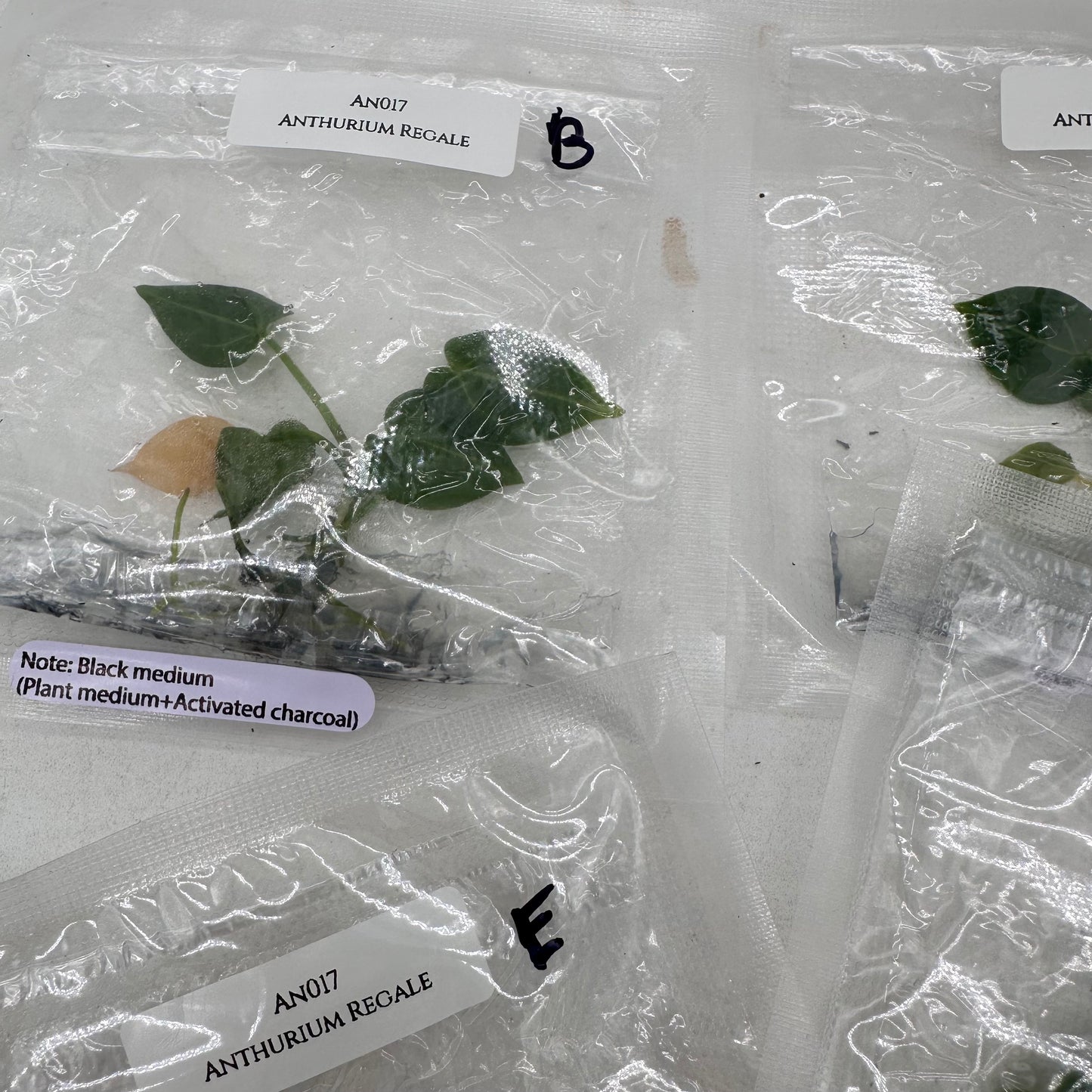 Tissue Culture - Anthurium Regale