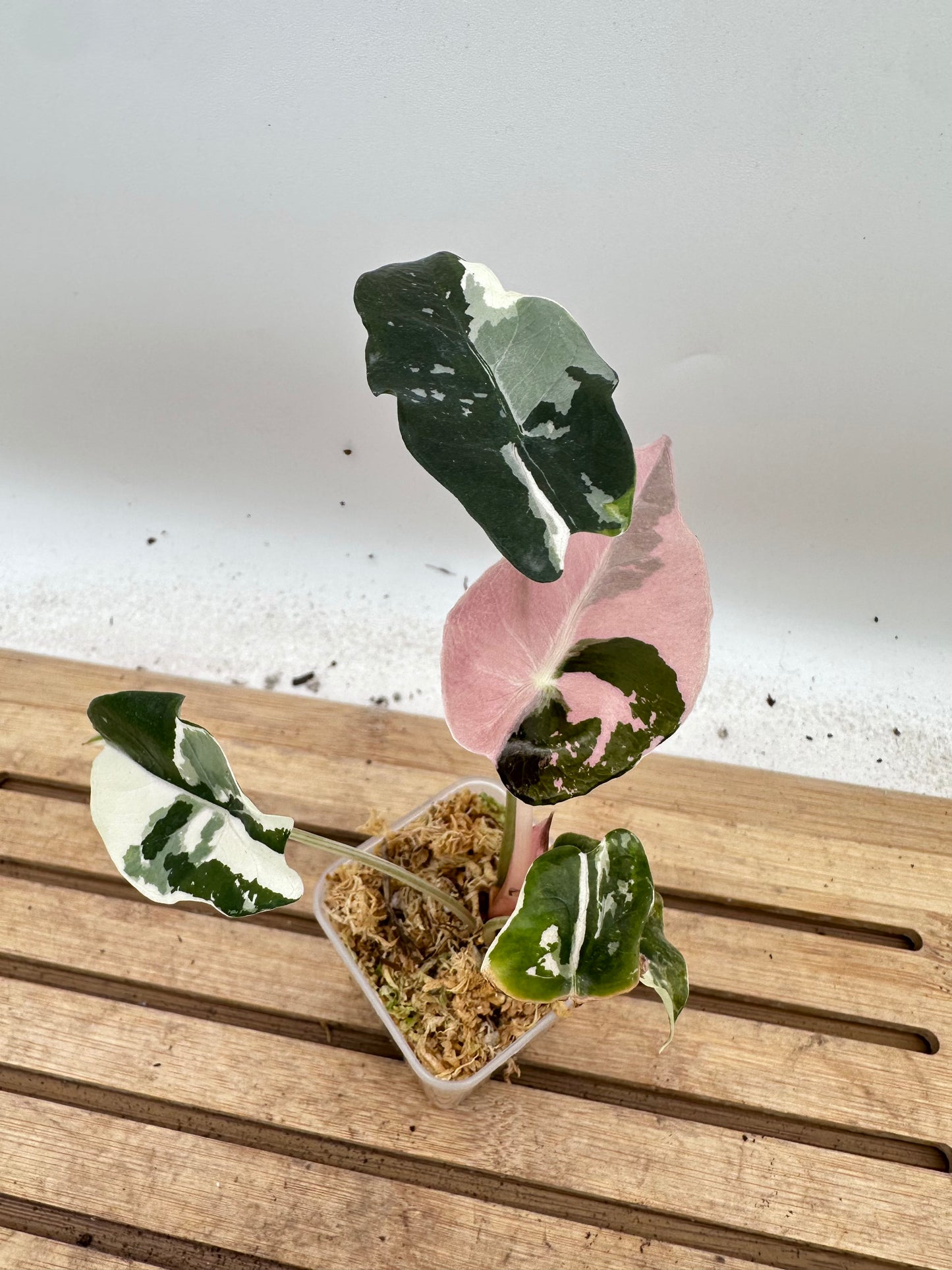 Alocasia Chantrieri Pink Variegated