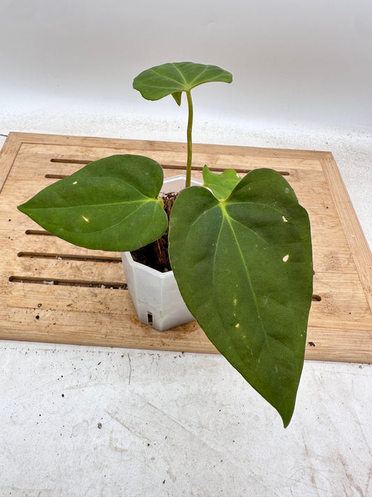 Anthurium Dark Phoenix X Fort Sherman - Thanksgiving Sale 💚