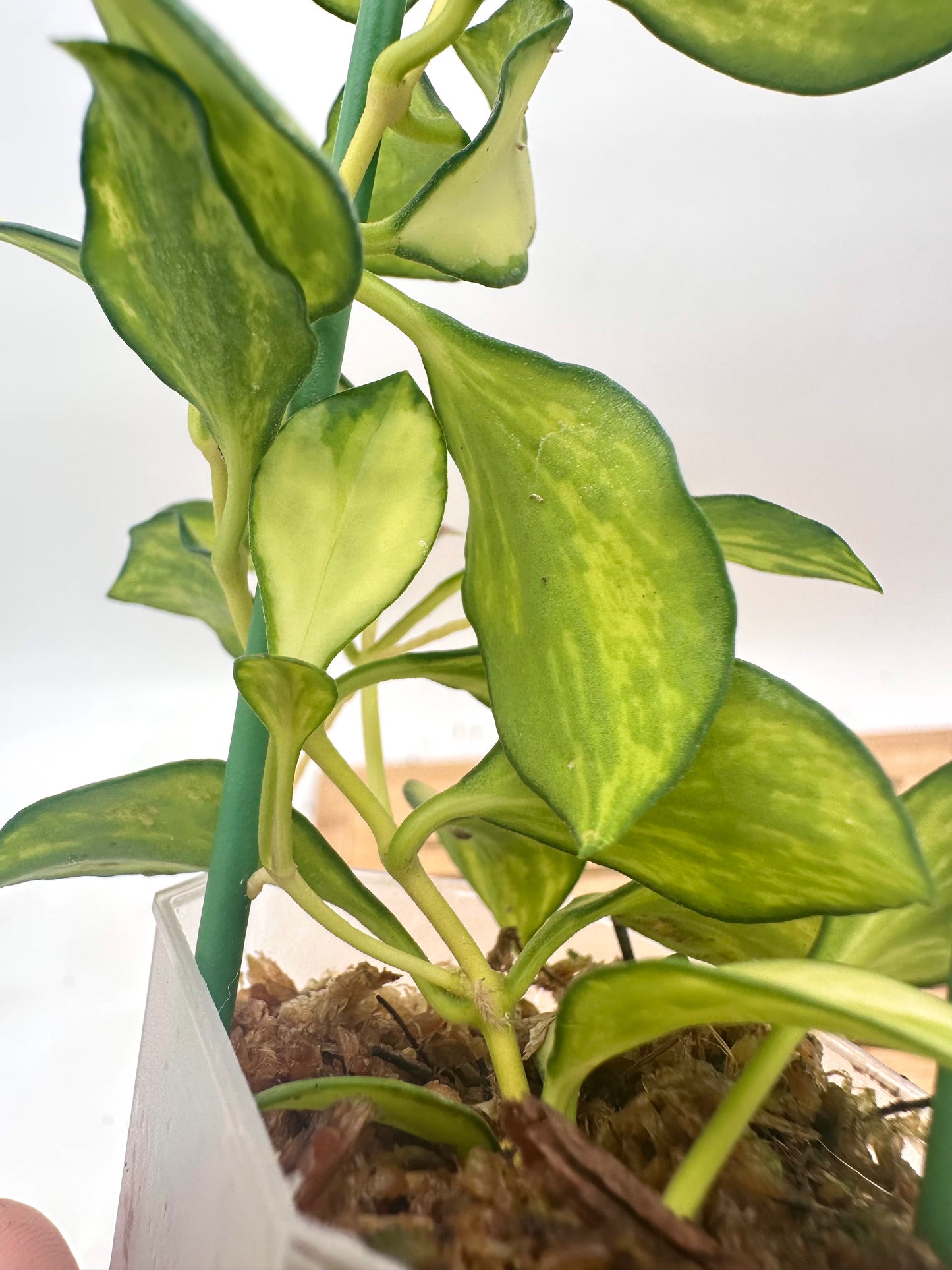 Hoya Heuschkeliana Inner Variegated - 4 Growths