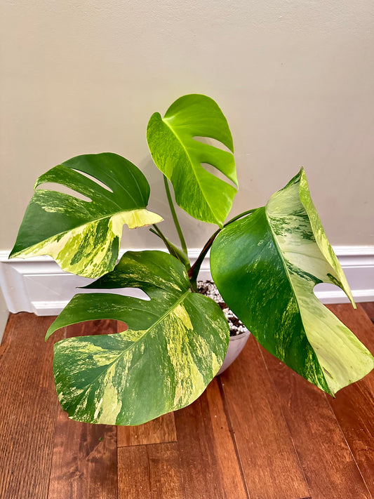 Monstera Aurea