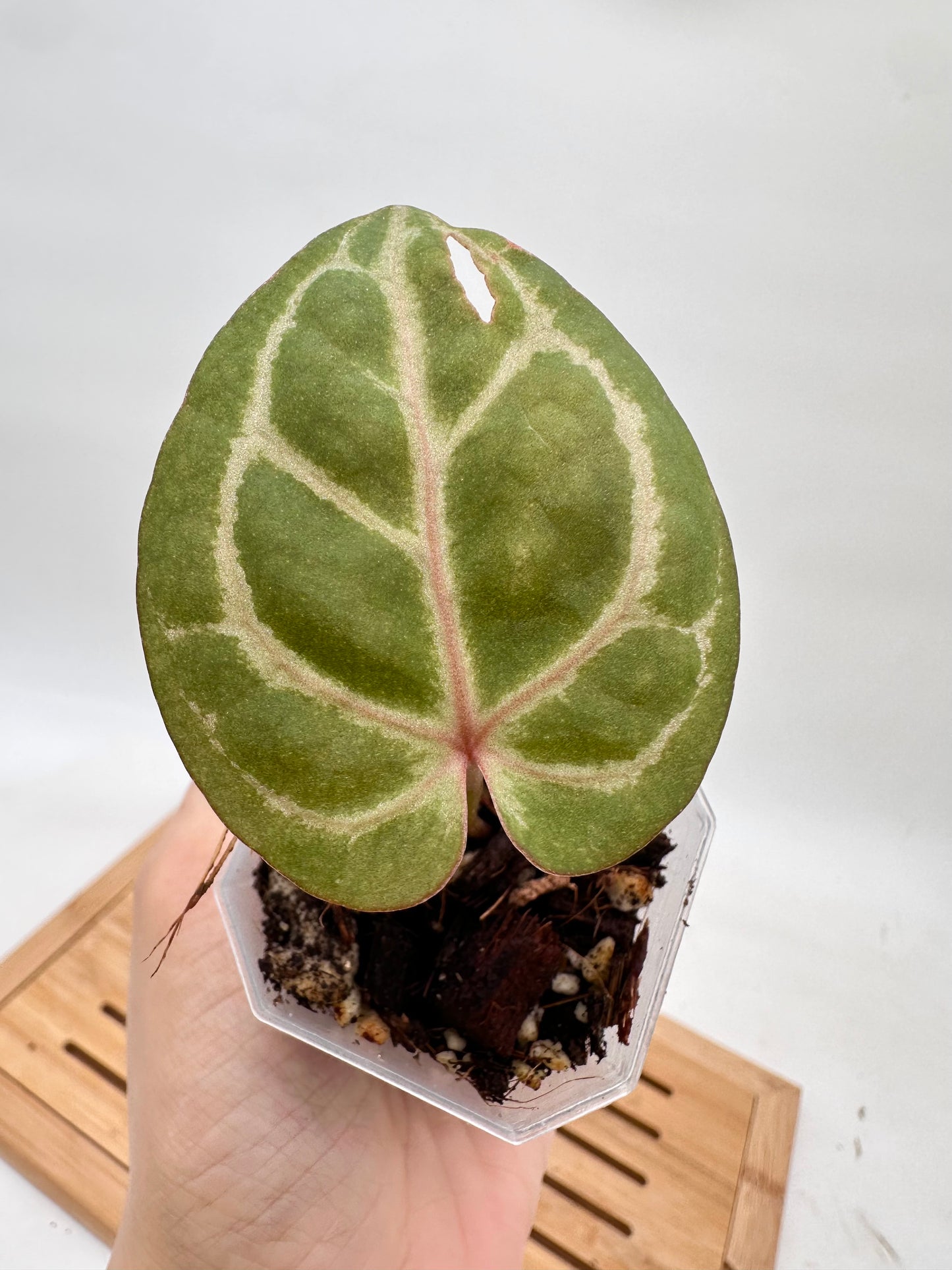 Anthurium Memoria Tim Anderson (Zara x Michelle x Red Crystallinum) - Small Size