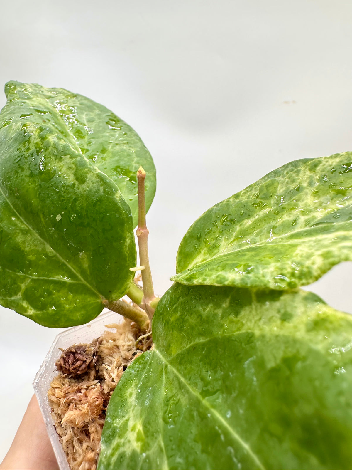 Hoya Cv Candy - Full Plant