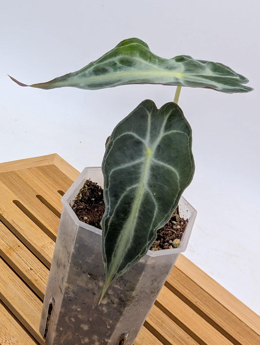 Alocasia Venom