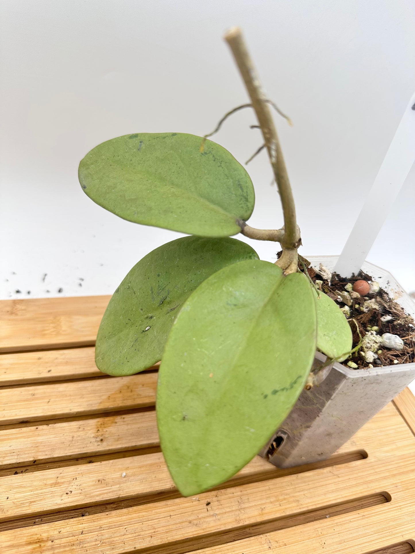 Hoya Silver Dollar
