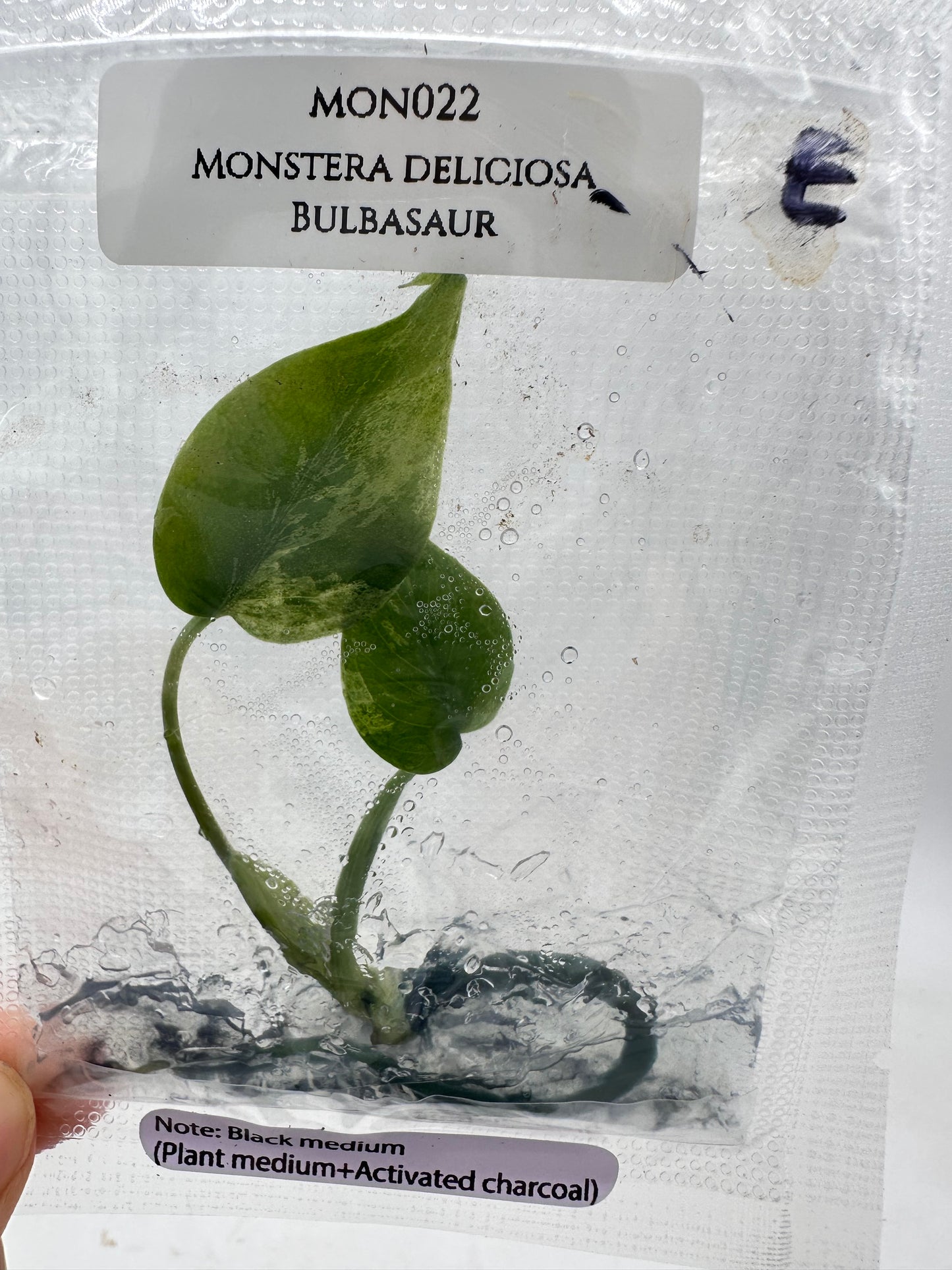 Tissue Culture - Monstera Bulbasuar - Rare