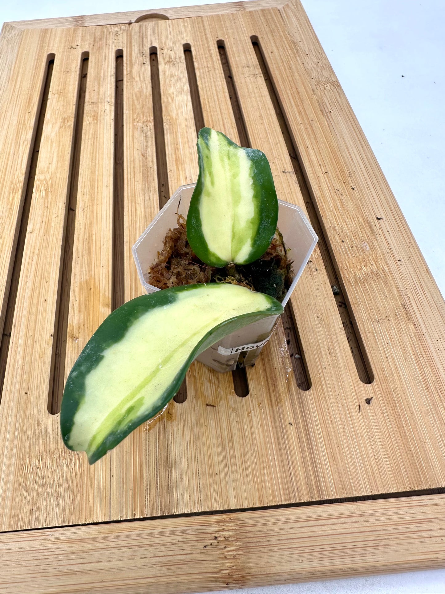 Hoya Acuta Variegated