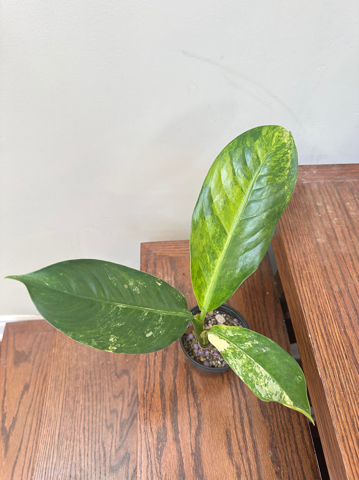 Dieffenbachia ‘Big Ben’ Variegated