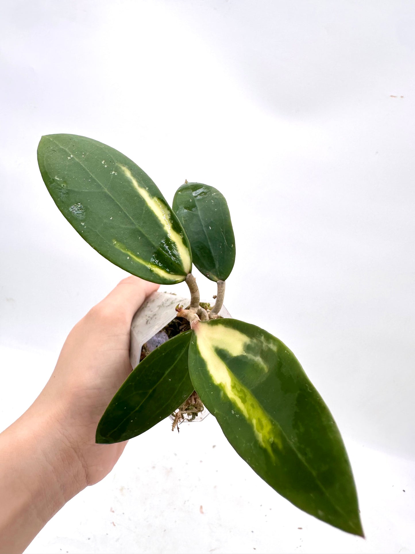 Hoya Acuta Inner Variegated