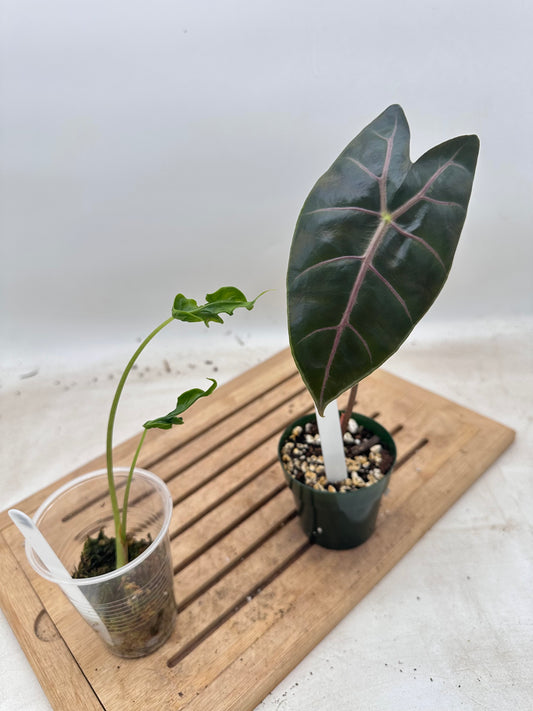 Combo Sale - Alocasia Surhimaniana Purple & Teletubbies
