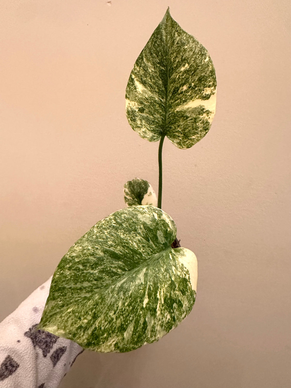 Monstera Legacy B
