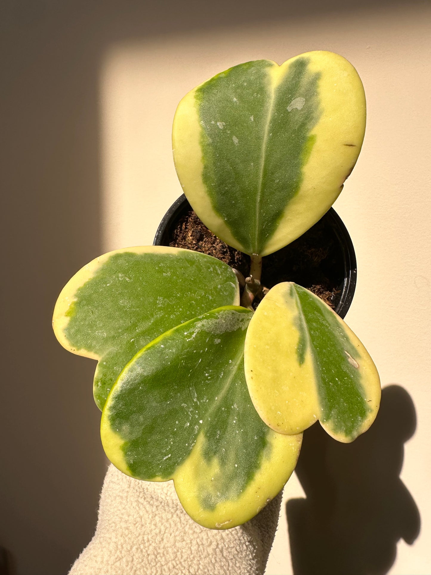 Hoya Kerri Variegated