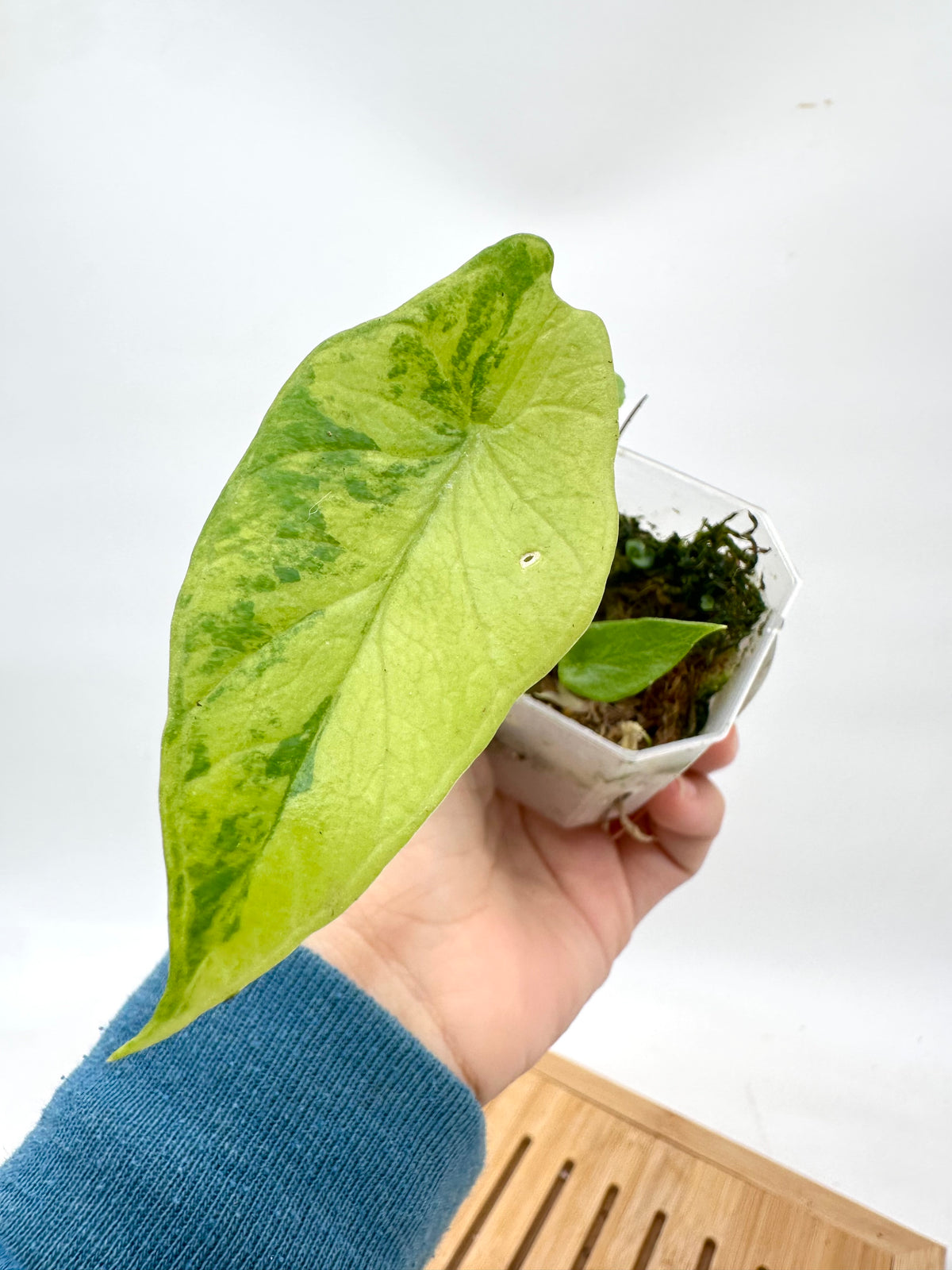 Alocasia Scalprum Variegated