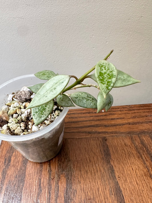 Long Weekend Sales 🐣🐇- 
Hoya Leopard Skin