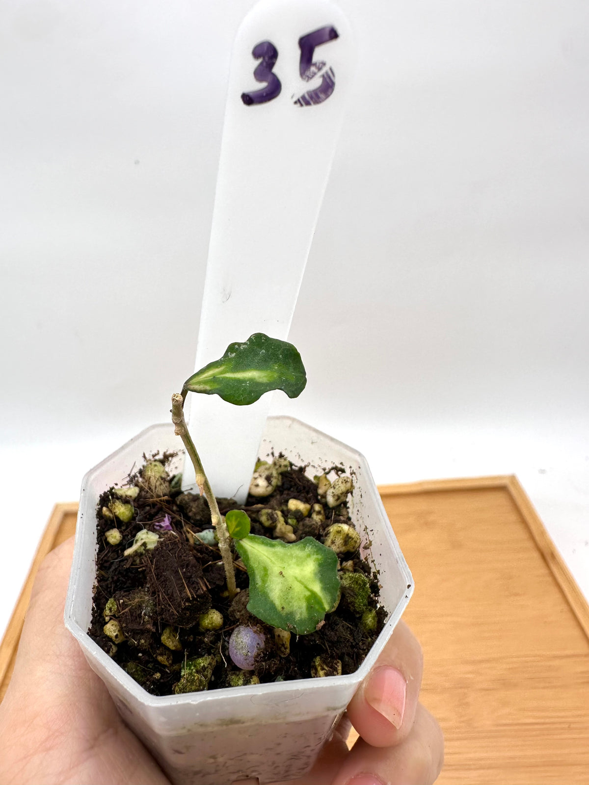 Hoya kanyakumariana Variegated - 2 Growths