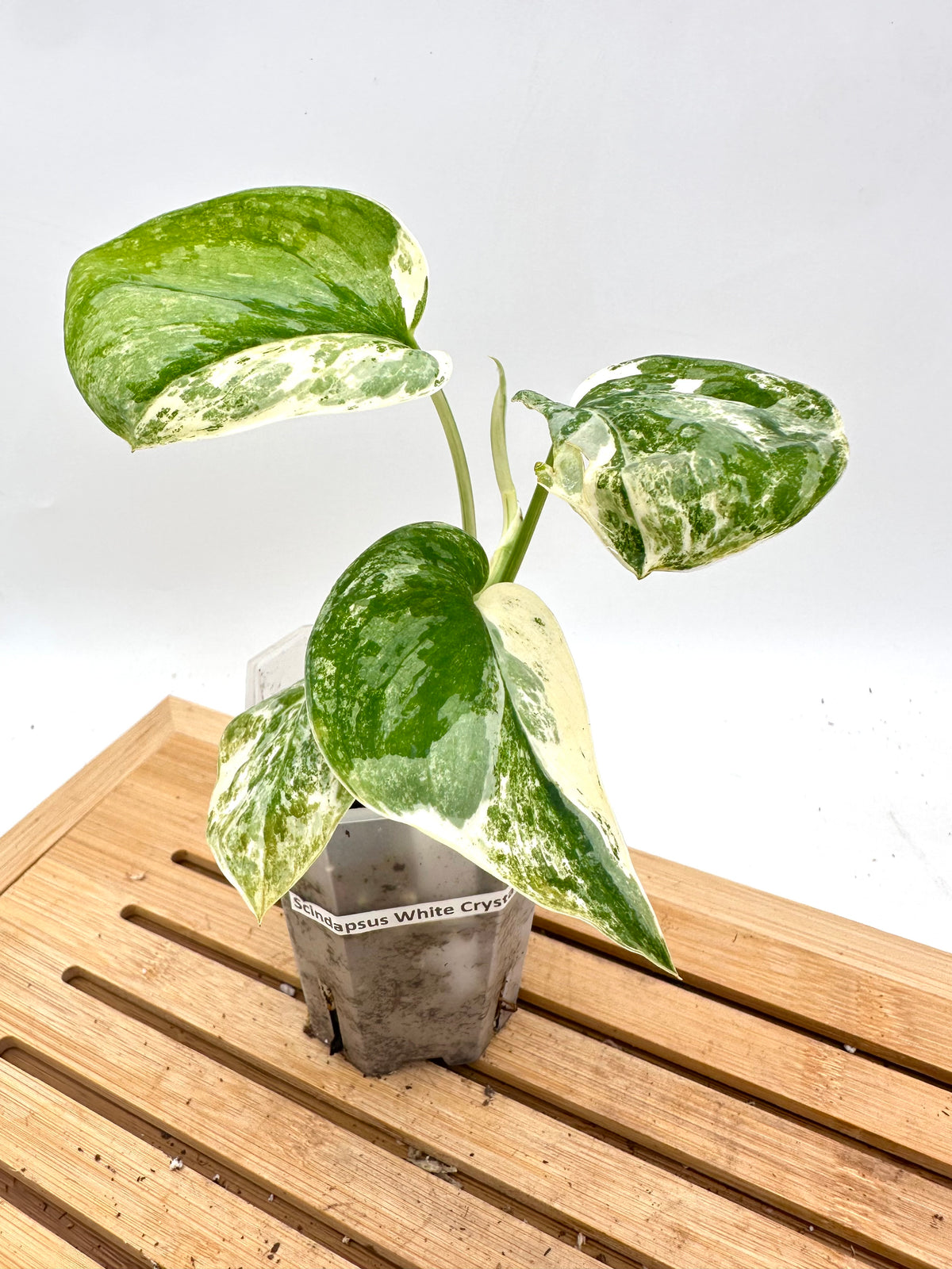 Scindapsus White Crystal Variegated