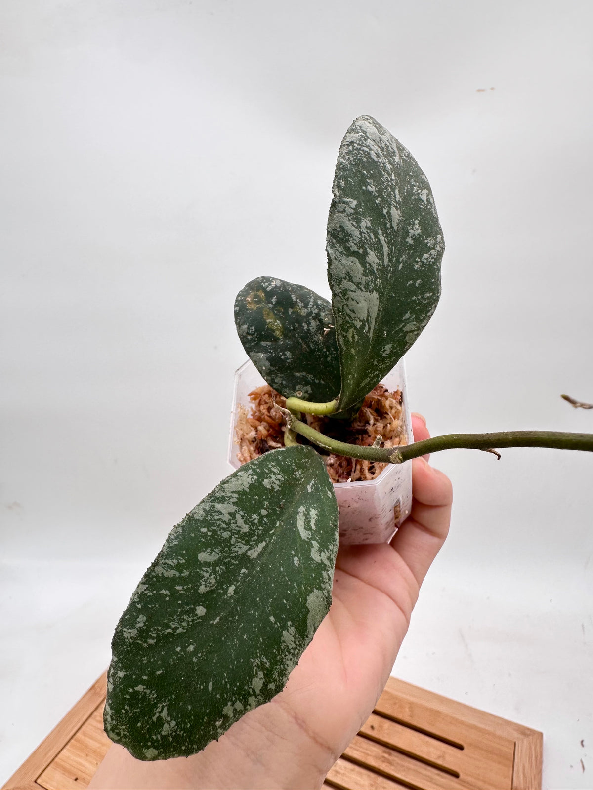 Hoya Cloudy Sky