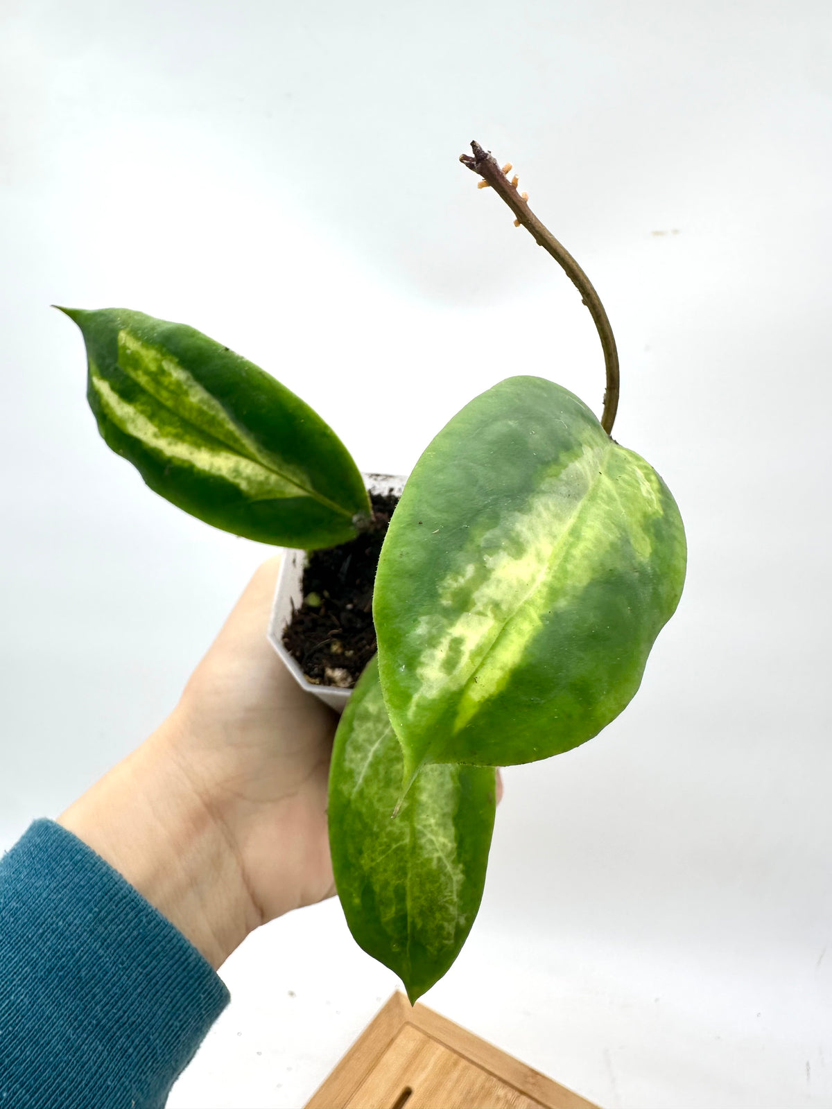 Hoya Moon Shadow