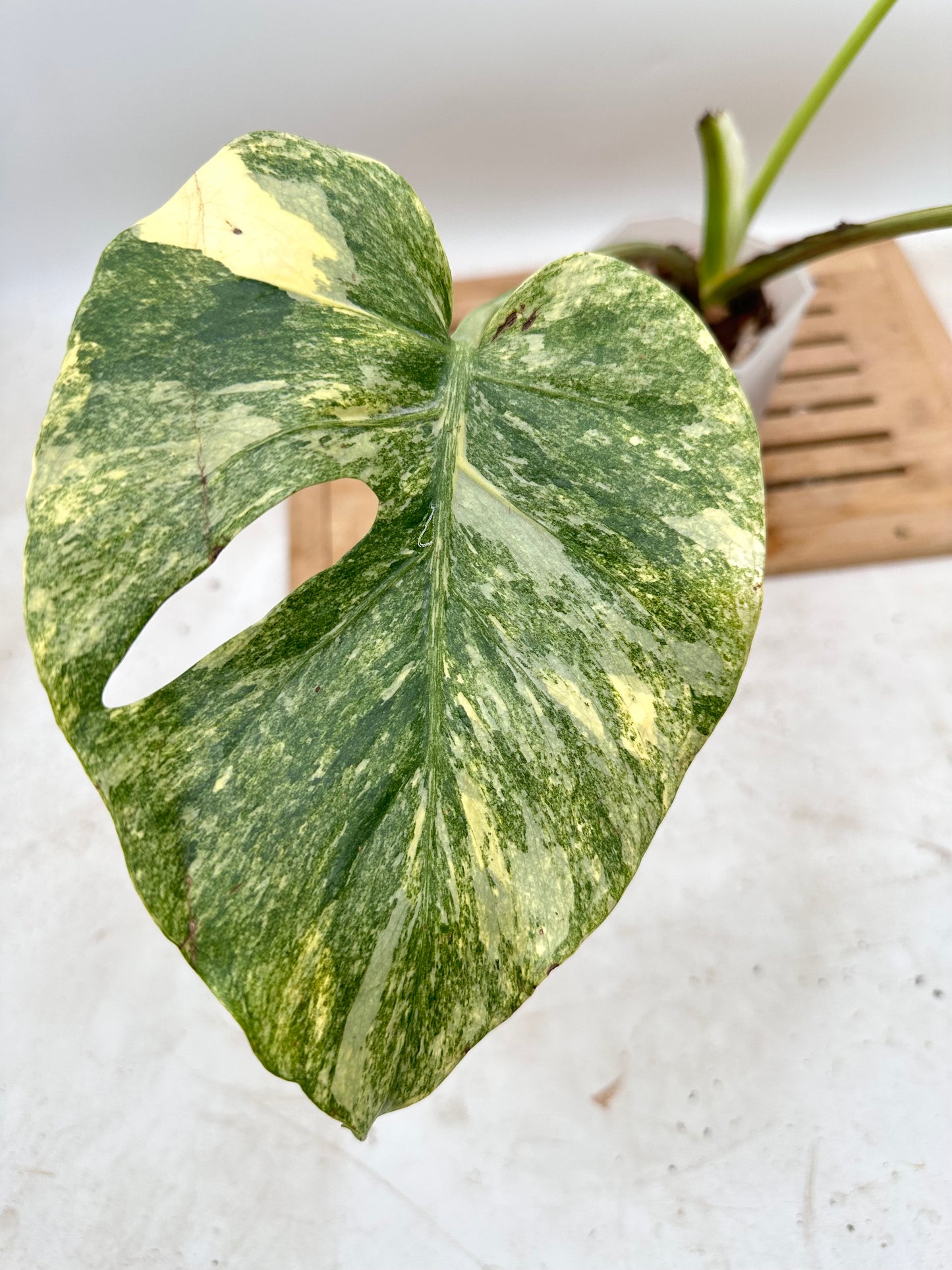 Monstera Legacy - Thanksgiving Sale 💚