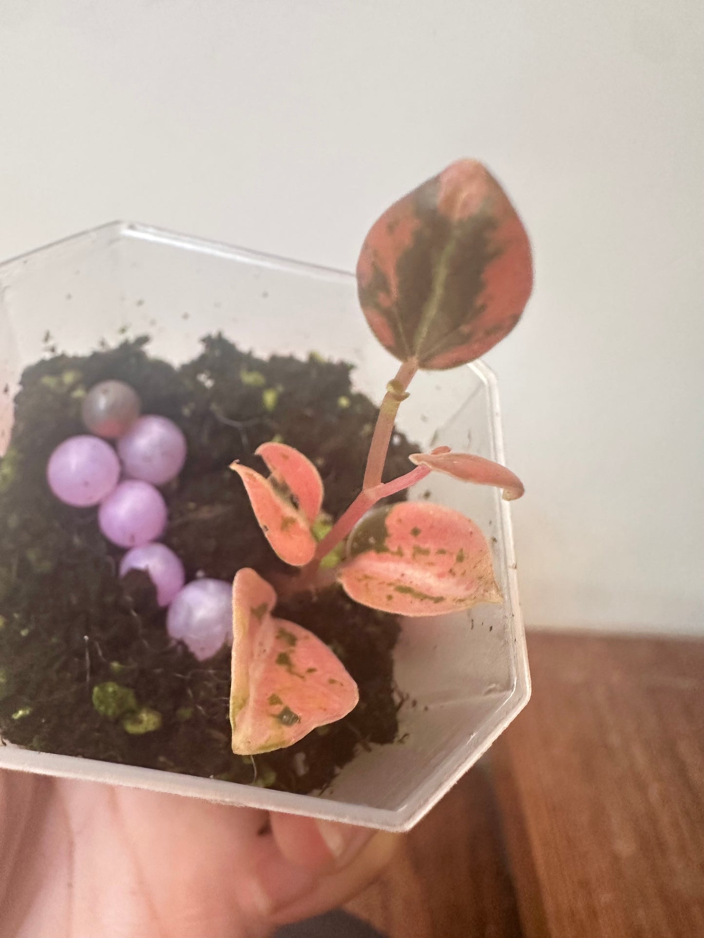Peperomia Metalica Variegated