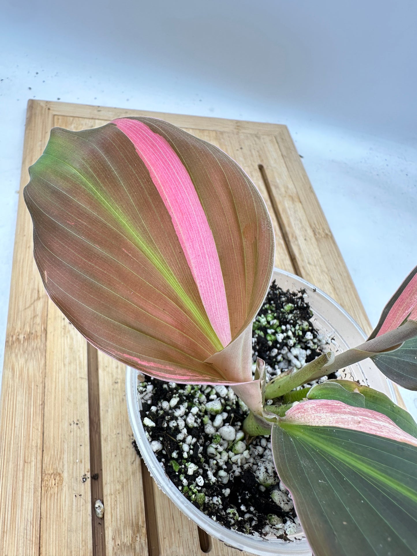 Variegated Kaempferia Pink Albo (multiple shoots)