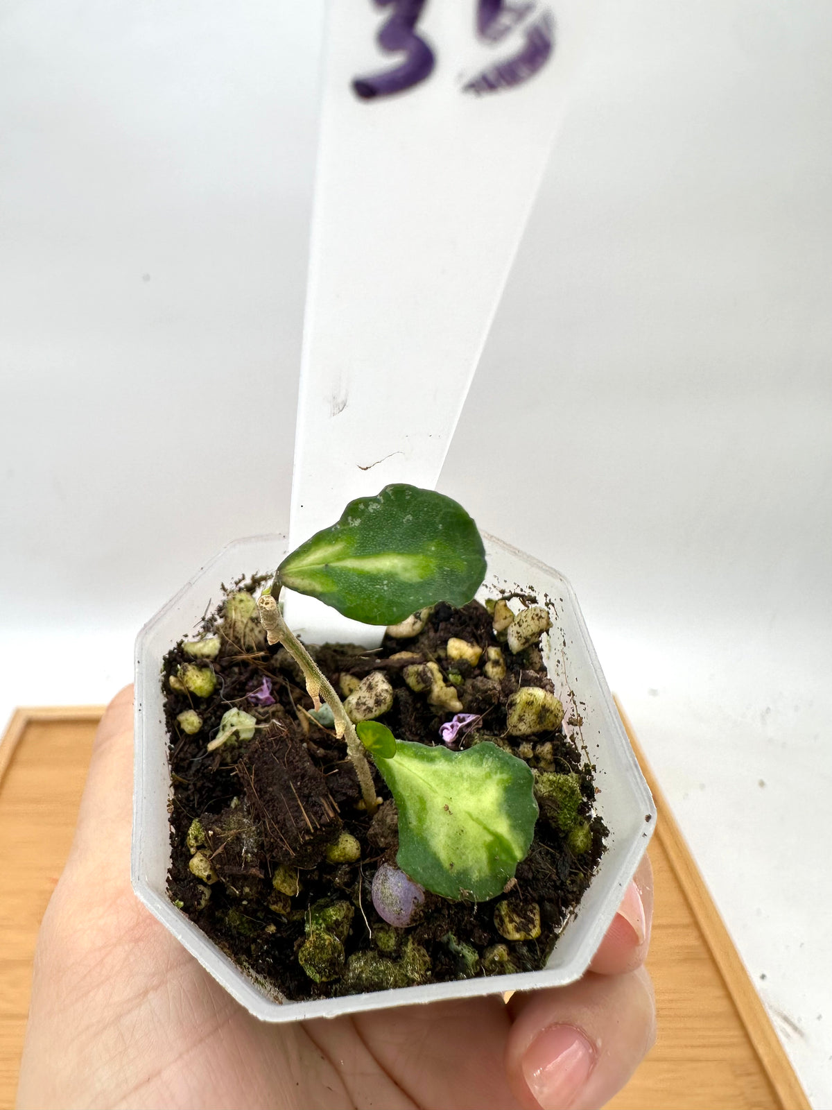 Hoya kanyakumariana Variegated - 2 Growths