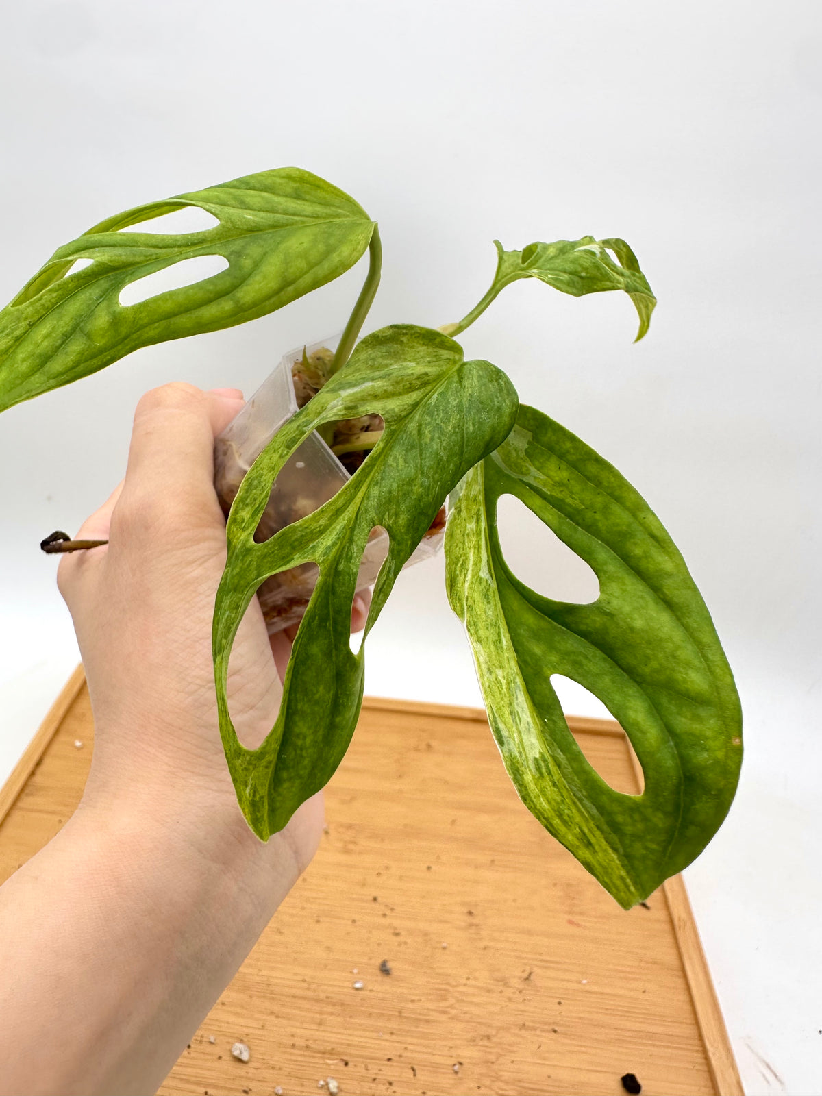 Monstera Adansonii Variegated
