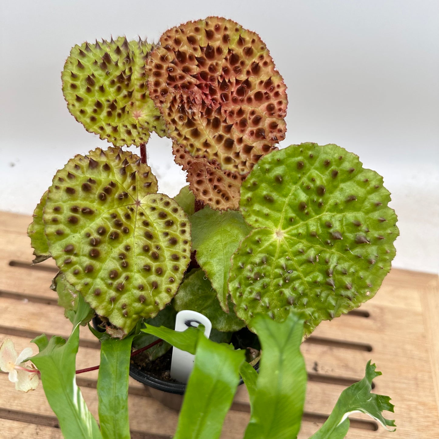 Combo Sale - Begonia Ferox & Begonia ‘Spirit of Sumatra’ & Variegated Bird’s Nest Ferng