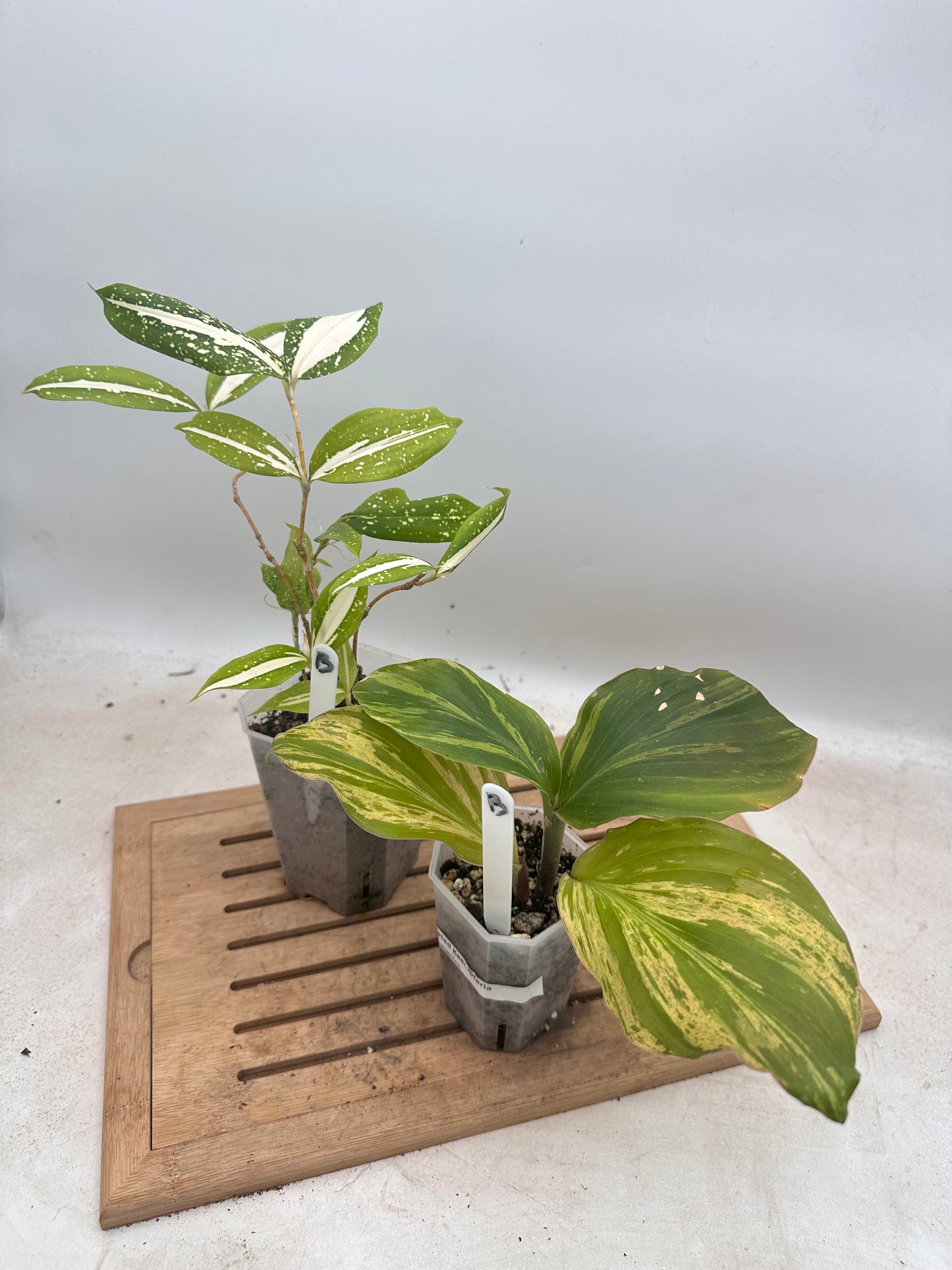 Combo Sale - Variegated Kaempferia & Dracaena ‘Milky Way’