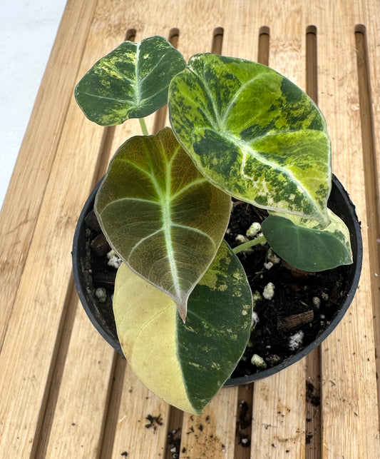 Alocasia Black Velvet Gold Variegated